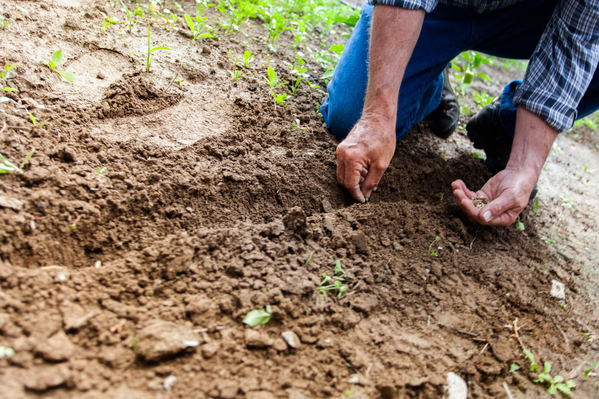 Come Diventare un Perito Agrario Prendendo un Diploma Grazie al Servizio di Recupero Anni Scolastici Grandi Scuole